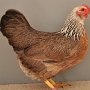 Zwerg-Welsumer silberfarbig Mevius, Aileen